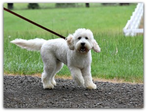 Australian Labradoodle Stud for sale