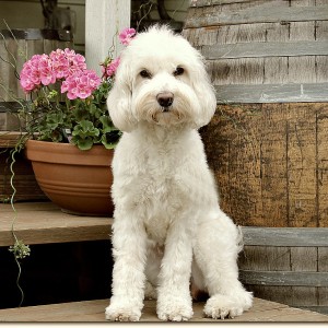 Australian Labradoodle Breeder