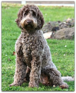 Australian Labradoodle Breeder