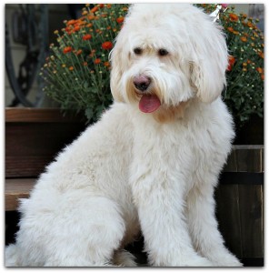 Oregon Labradoodle Breeder