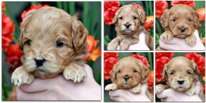 Australian Labradoodle Puppies