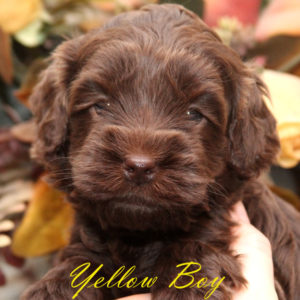 Chocolate Labradoodle Puppy