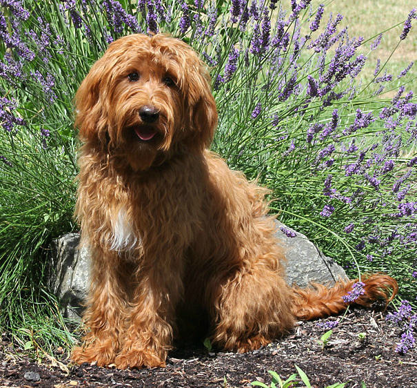 Australian Labradoodle Breeder | Spring Creek Labradoodles