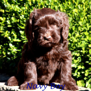 Chocolate Labradoodle Puppy