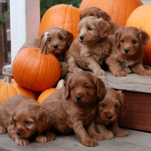 Red Labradoodle Puppies