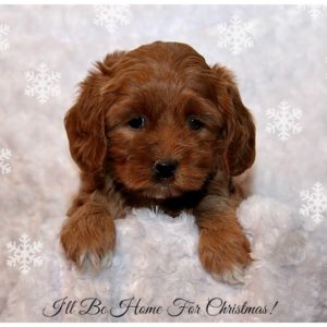 Red Labradoodle Puppy