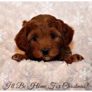 Red Labradoodle Puppy