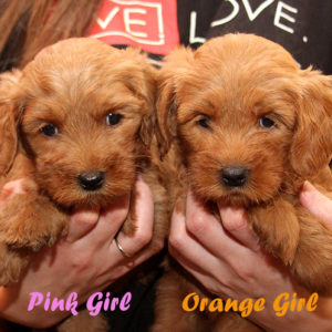 Apricot Labradoodle Puppies