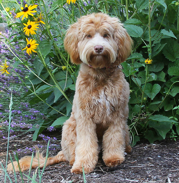 Australian Labradoodle Breeder - Spring Creek Labradoodles