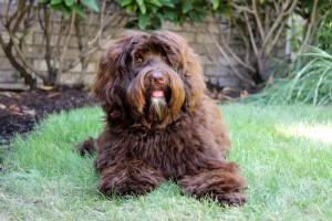 Australian Labradoodle Breeder