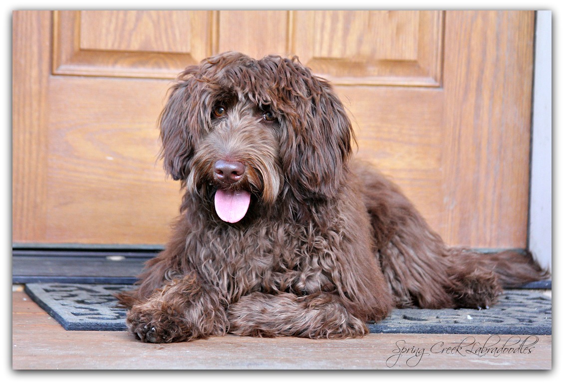 Australian Labradoodle Breeder | Spring Creek Labradoodles