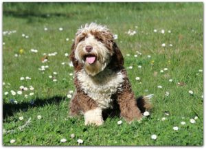 Australian Labradoodle Breeder