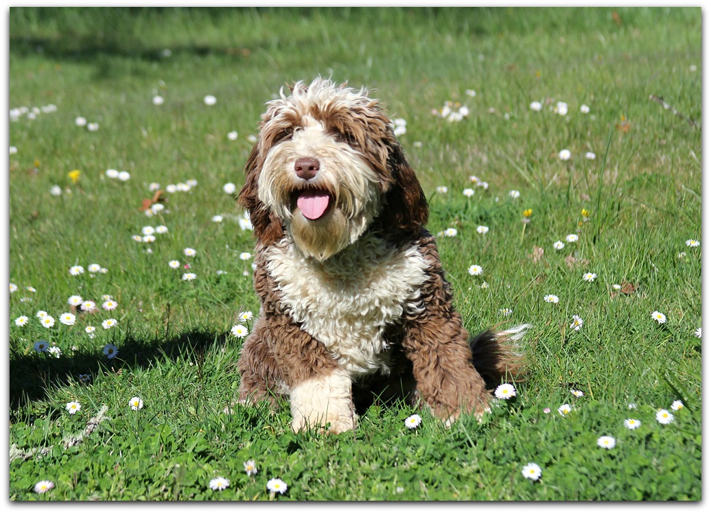 Australian Labradoodle Breeder | Spring Creek Labradoodles