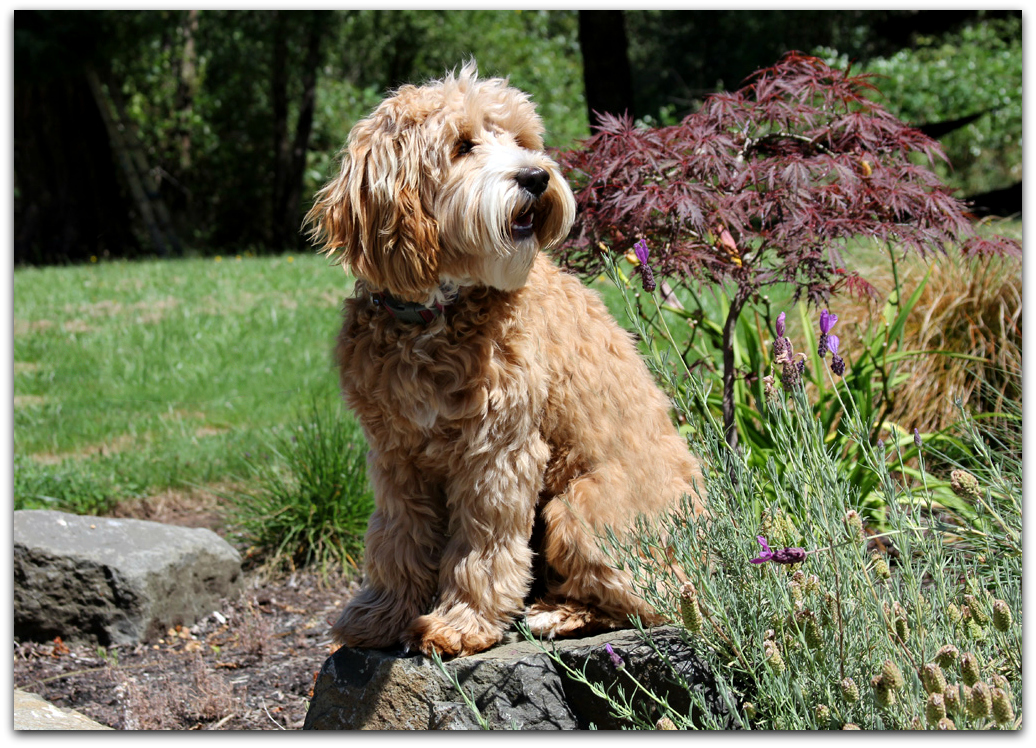 Australian Labradoodle Breeder | Spring Creek Labradoodles