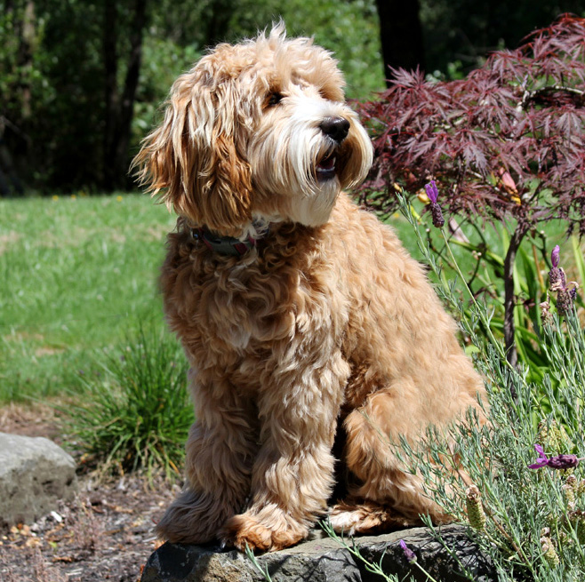 Australian Labradoodle Breeder - Spring Creek Labradoodles