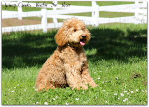 Australian Labradoodle Breeder