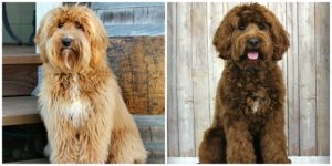 Oregon Labradoodle Breeder