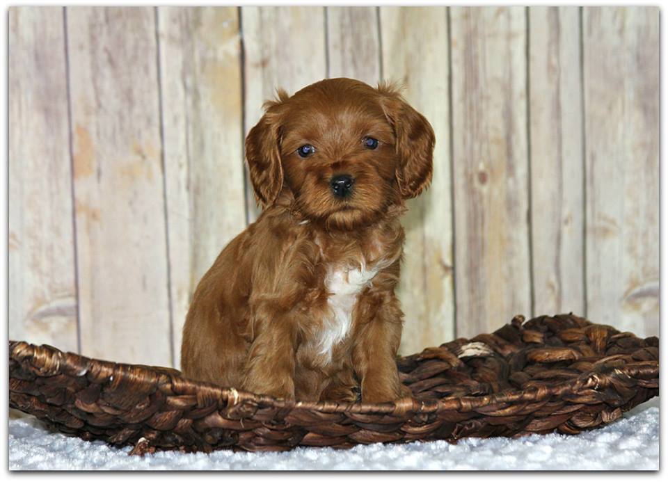 Australian Labradoodle Female - Spring Creek Labradoodles