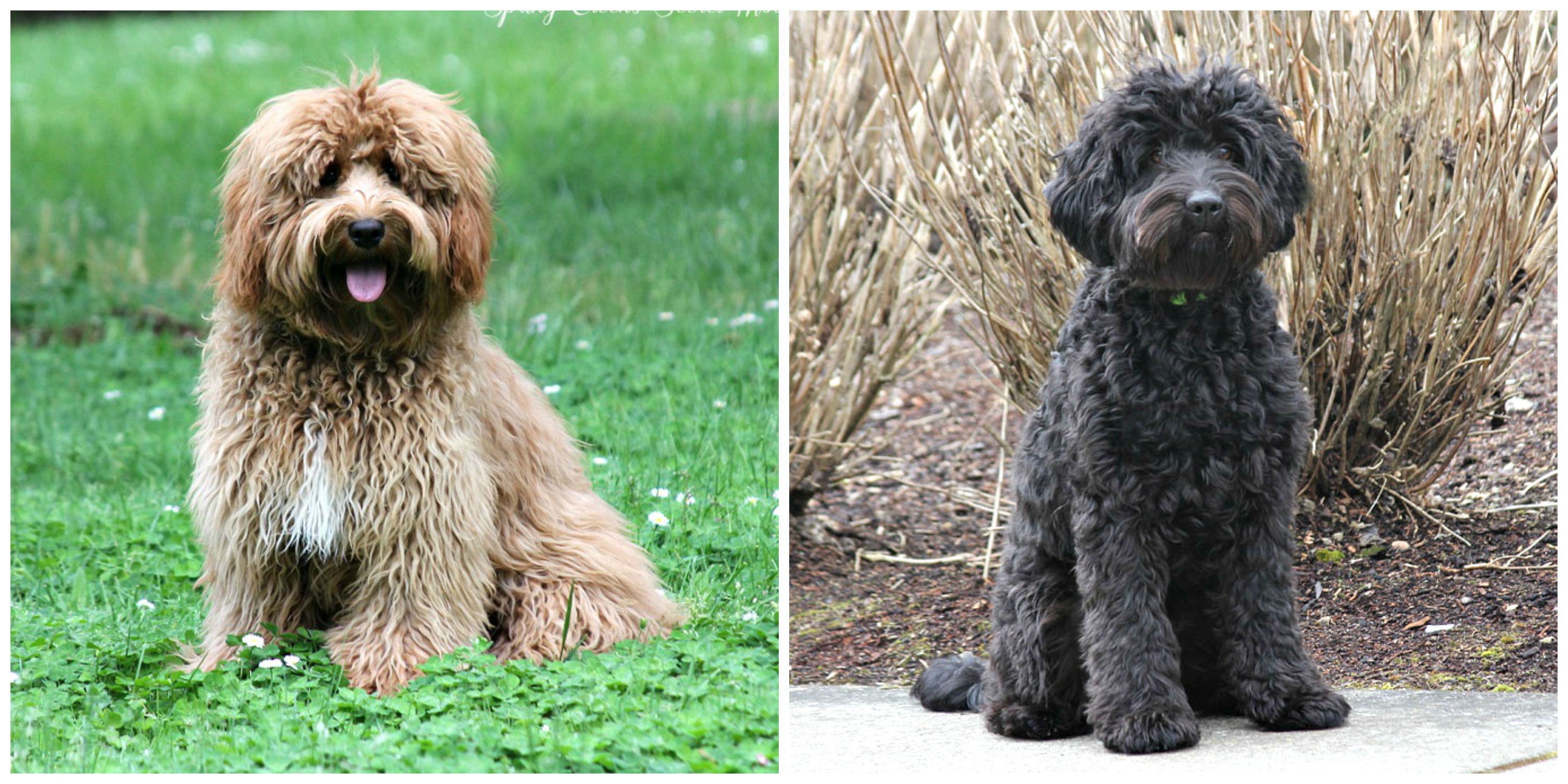 Australian Labradoodle Puppies Spring Creek Labradoodles