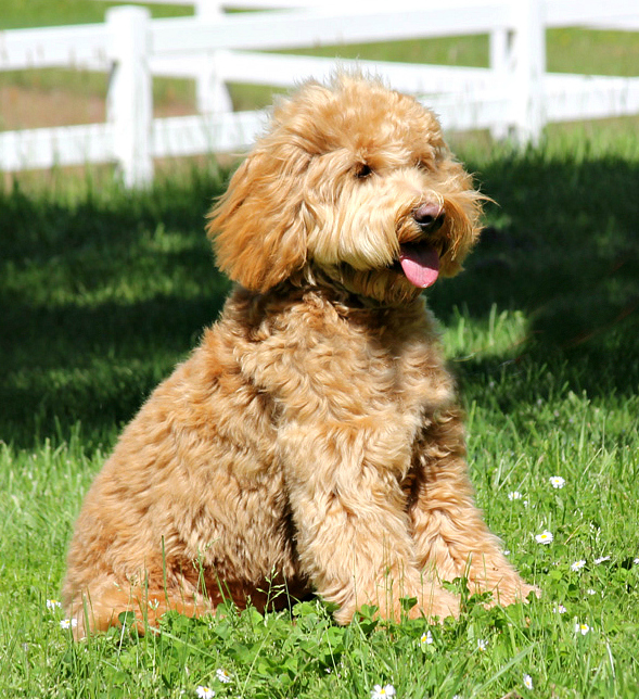 Australian Labradoodle Breeder | Spring Creek Labradoodles