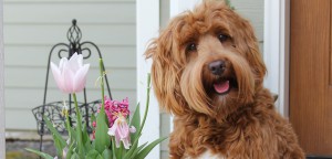 Australian Labradoodle @ Spring Creek Labradoodles