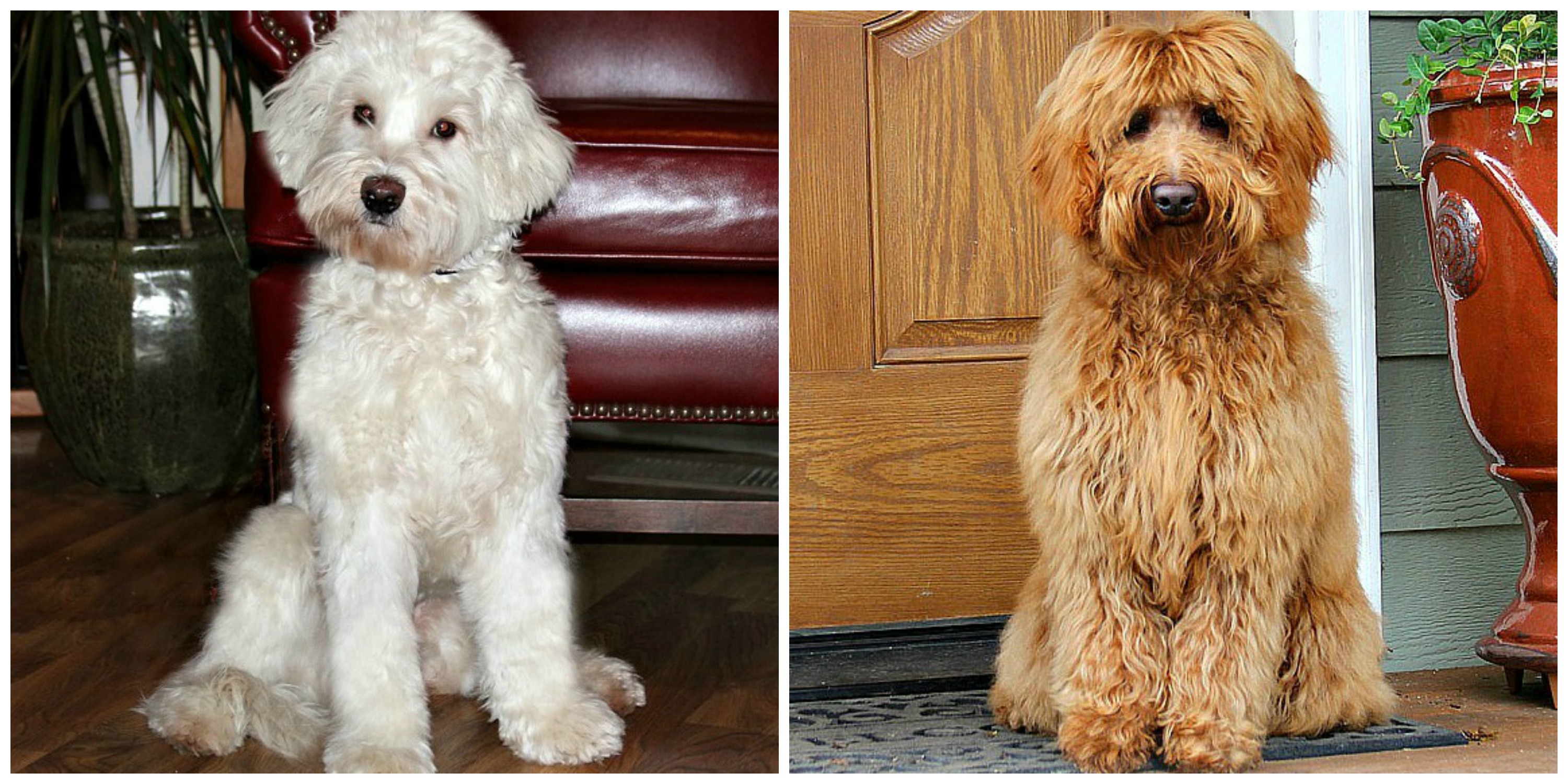 Australian Labradoodle Dogs | Spring Creek Labradoodles