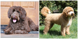 Australian Labradoodle Puppies