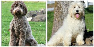 Labradoodle Puppies