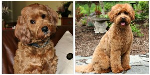 Australian Labradoodle Breeder