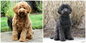 Australian Labradoodle Puppies