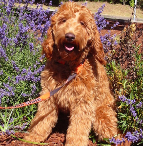 Retired Dogs From Our Breeding Program - Spring Creek Labradoodles