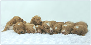 Red Labradoodle Puppies