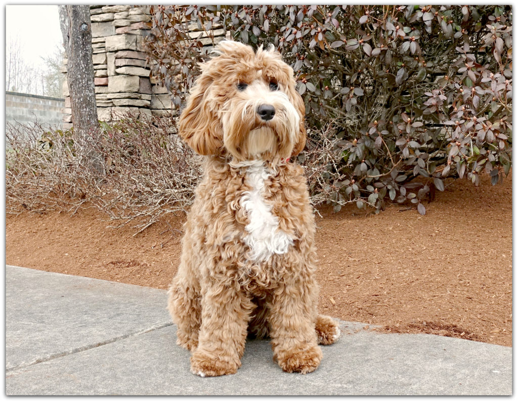 Labradoodle Puppies - Spring Creek Labradoodles