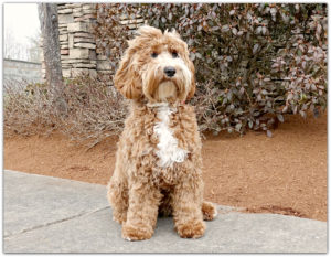 Labradoodle Puppies