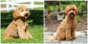 Australian Labradoodle Puppies Available