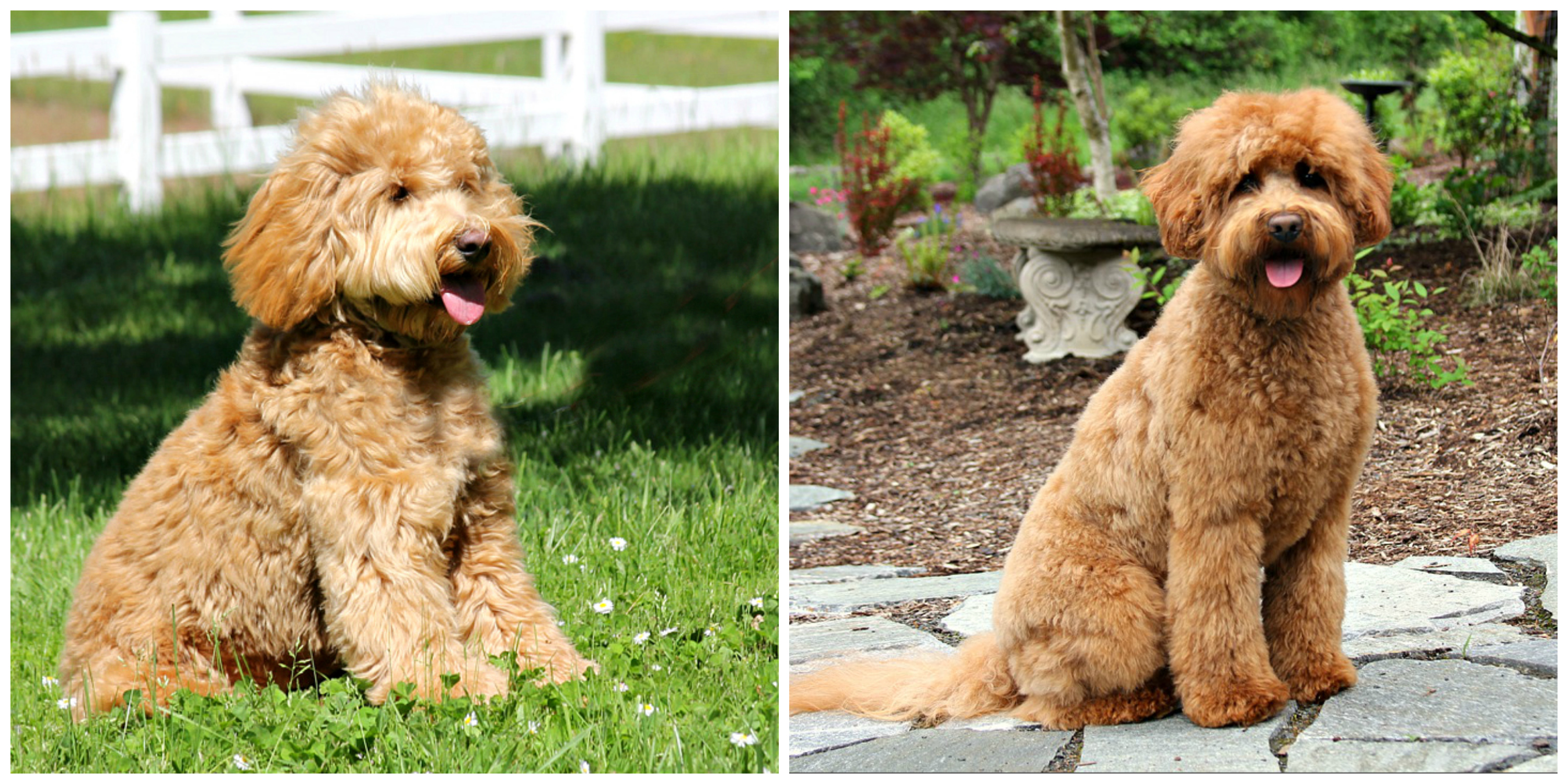 Australian Labradoodle Puppies Available Spring Creek