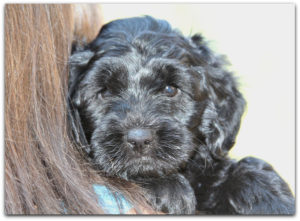 Labradoodle Puppy For Sale