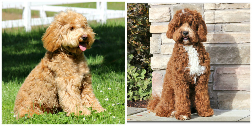 RiverRumorLitter | Spring Creek Labradoodles